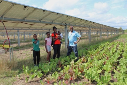 A family of five, including three small children, stands in the shade of a solar panel next to rows of garden plants on a dual-use agrivoltaic farm