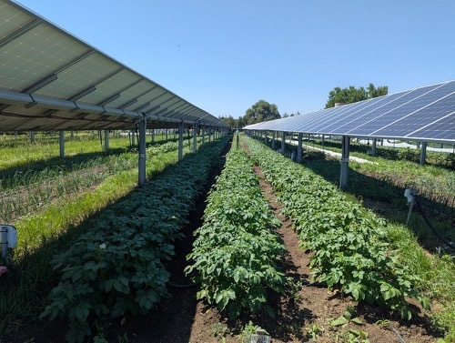 Photo of dual-use agricultural land, green leafy plants and solar panels stretching away to the horizon under a clear blue sky